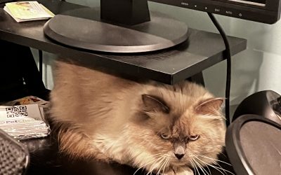 Blue Point Siberian Cats: Grace and Elegance in Feline Form