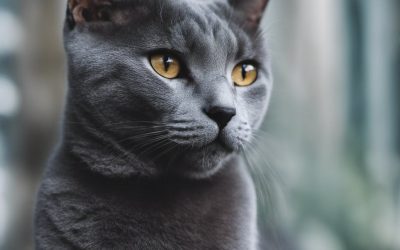 Russian Blue Cat: From Secret Agent to Snuggle Master!